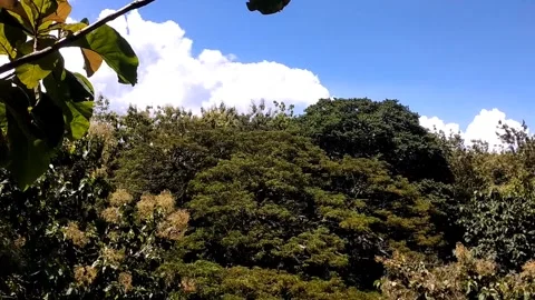 Lush Green Hillside Stock Footage 330586134