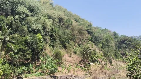 Lush green hillside forest under clear blue sky Stock Footage 346659229