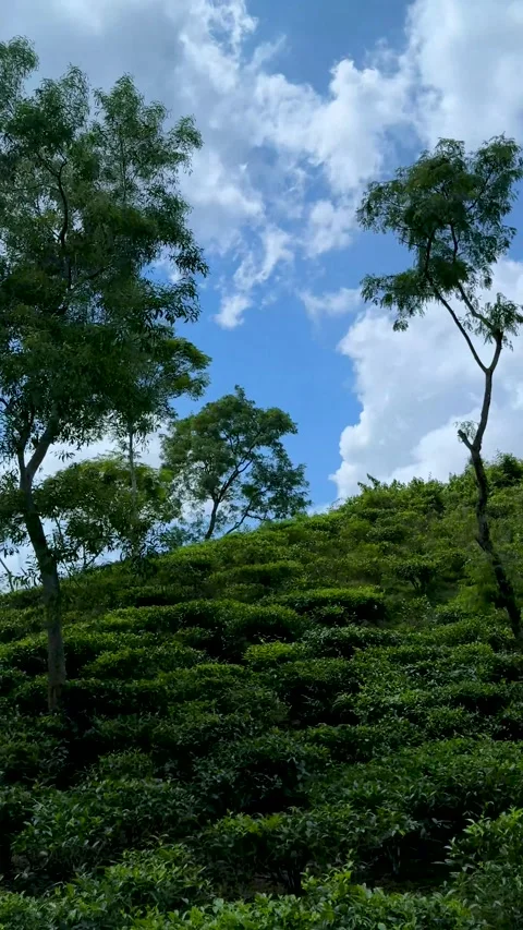 Lush green hillside with scattered trees under a vibrant blue sky with fluf.. Stock-Footage 338414524