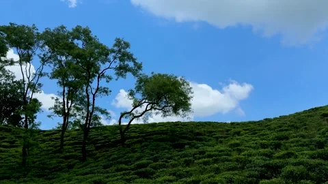 Lush green hillside with scattered trees under a vibrant blue sky and fluff.. Vídeos de archivo 339296583