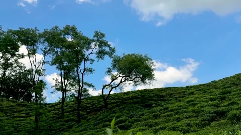 Lush green hillside with scattered trees under a bright blue sky with fluff.. Vídeos de archivo 339369222