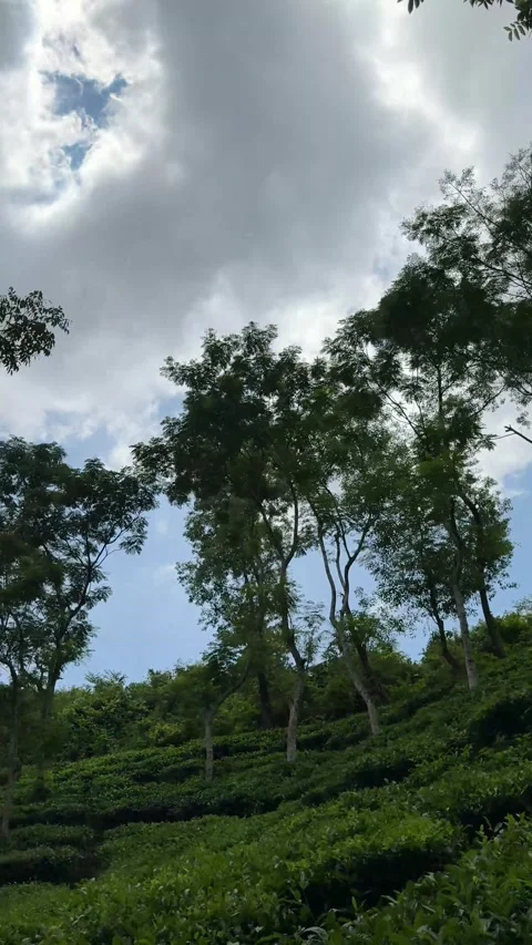 Lush green hillside with tall trees against a bright blue sky and scattered.. Stock Footage 338414532