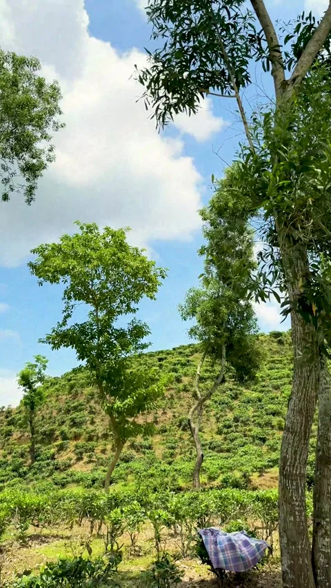 Lush green hillside under a vibrant blue sky with fluffy clouds and scatter.. Stock Footage 338414513