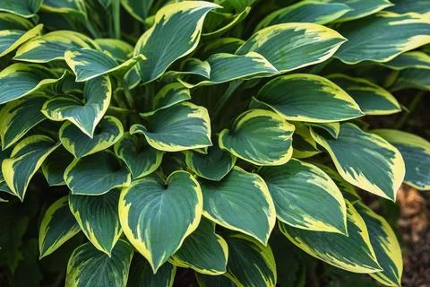 Lush green Hosta close-up rowing in shade garden. Hosta leaves with bold yellow Stock Photos