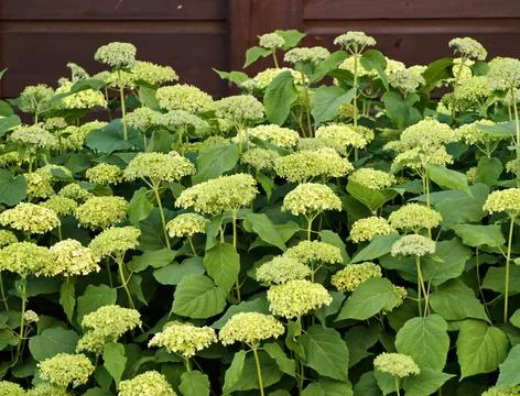 Lush green hydrangea paniculata shrubs against wooden fence Stock Photos