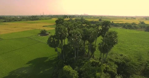Lush green Indian countryside fields with Palm trees- Drone footage Stock Footage 92201778