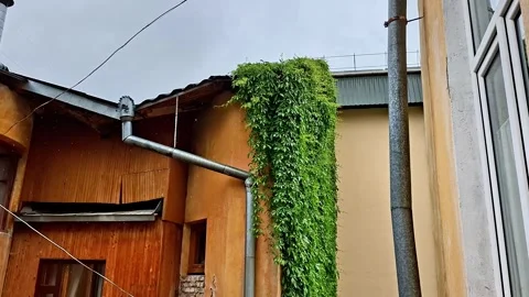 Lush Green Ivy Cascading Down Rainy Urban Building Facade Stock Footage 337450280