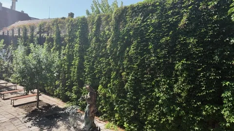 Lush green ivy covers a brick wall and courtyard with benches on a sunny day Stock Footage 340633062