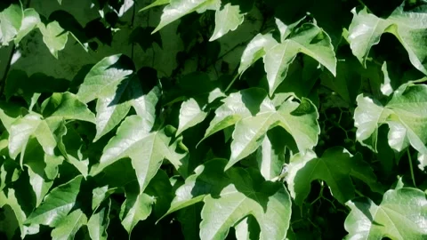 Lush green ivy covers a wall, with sunlight dappling through the leaves Stock Footage 342470914