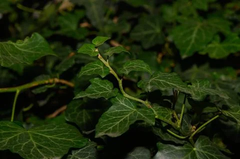Lush green ivy leaves create a serene backdrop in a tranquil garden setting Stock-Fotos