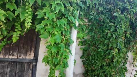 Lush green ivy vines cascade down a rustic wooden door and weathered wall Stock Footage 340634221