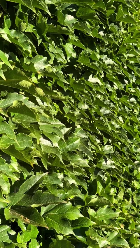 Lush Green Ivy Wall as backdrop with dense foliage and climbing vines, ideal for Stock Footage 279554837