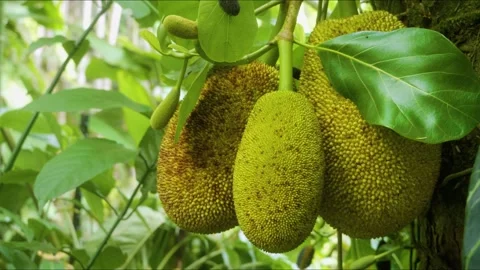 Lush Green Jackfruit Hanging on Tree in Tropical Hawaiian Botanical Garden Stock Footage 317135032