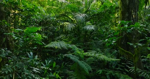 Lush green jungle with abundant trees, plants, and groundcover Stock Footage 272974553