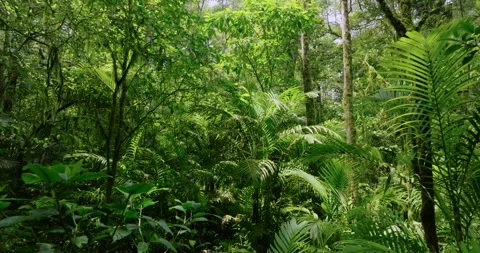 Lush green jungle with abundant trees, plants, and groundcover Stock Footage 273534053