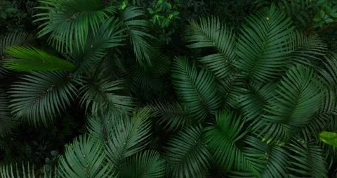 Lush green jungle with abundant trees, plants, and groundcover Stock Footage 274151053