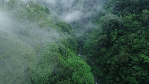 Lush green jungle forest, dense vegetation covered with fog and clouds Stock Footage 241403845