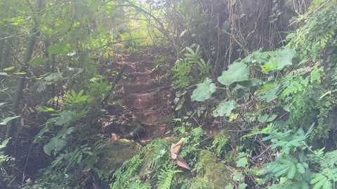 Lush Green Jungle Path, Dense Tropical Forest, Vertical Pan Shot Stock Footage 325303828