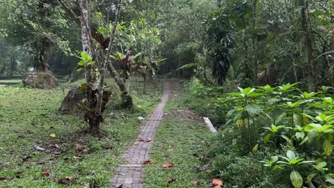 Lush Green Jungle Path, Walking Forward Through Tropical Forest, Tracking Shot Stock Footage 324774383