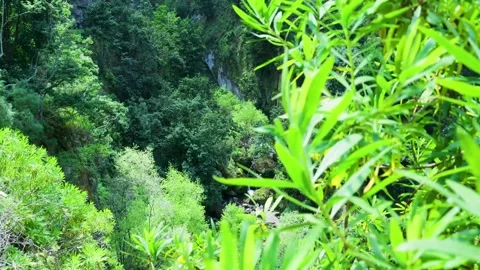 Lush green jungle with a small waterfall revealing Stock Footage 333696100