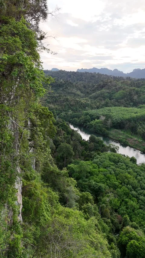 Lush Green Jungle Valley with River and Mountains in Khao Sok, Thailand Stock Footage 335963773