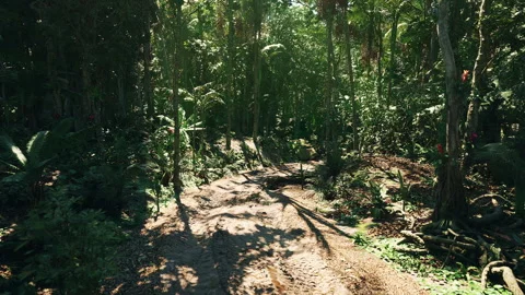 Lush green landscape on a muddy path in the Paraguayan rainforest Stock Footage 296267242