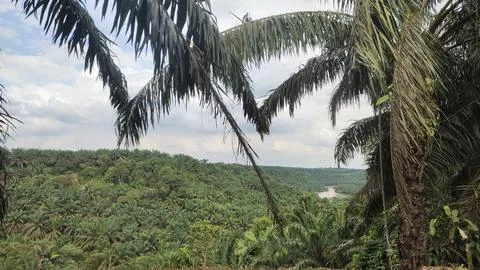 Lush green landscape with palm trees and a river in the distance under a cl.. Stock Photos