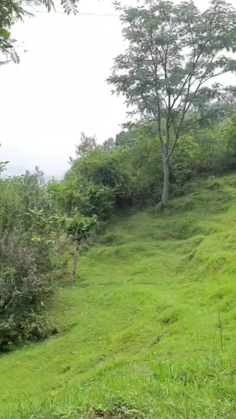 "Lush Green Landscape – A Refreshing View of Nature’s Beauty" Video stock 301599864