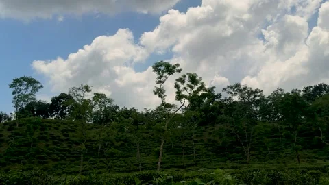 Lush green landscape with scattered trees under a vibrant blue sky filled w.. Video stock 339296489