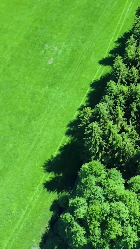 Lush Green Landscape Showing a Large Tree Next to a Vibrant Grassy Field on a Stock Footage 311111908