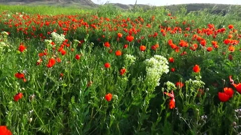 A lush green landscape with a spectacular array of blooming, stock footage. Stock Footage 304967390