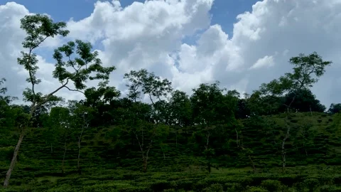 Lush green landscape with tall trees under a vibrant blue sky filled with f.. Vídeos de archivo 339296125