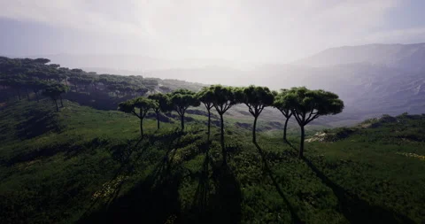 Lush green landscape with trees casting shadows in tranquil setting Stock Footage 310460155