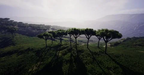 Lush green landscape with trees casting shadows in tranquil setting Ilustração Stock