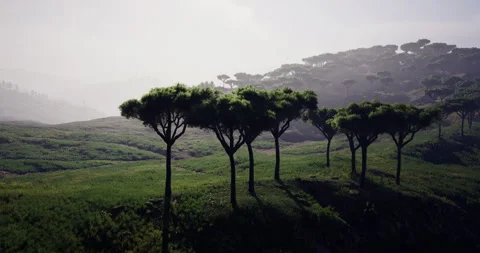Lush green landscape with unique tree formations at sunrise Video stock 305439825