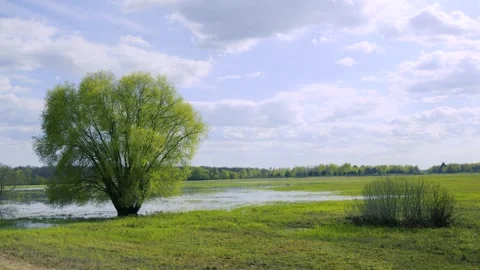 Lush Green Landscape With Willow Tree And Flooded Meadow Under Cloudy Sky Vidéo 334667753
