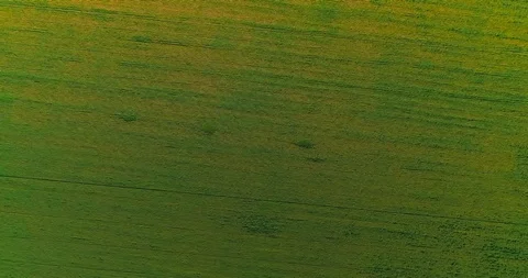 Lush green landscape with wonderful array of green grass and beautiful cloud Stock Footage 126666996