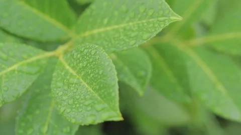 Lush green laurel cherry hedge leaves raindrops Prunus laurocerasus background Stock Footage 91580484