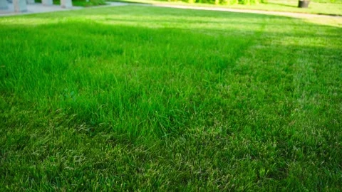 Lush green lawn grass with smooth camera movement Stockbeeldmateriaal 337544171
