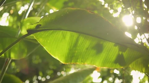 A Lush Green Leaf Bathed in Sunlight A True Representation of Natures Serenity Stock Footage 289439304