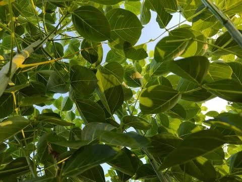 Lush Green Leaf Canopy Under Blue Sky Stock Photos