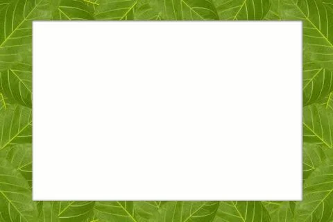 Lush green leaf frame isolated on white background Stock Illustration