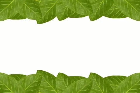 Lush green leaf frame isolated on white background Stock Photos