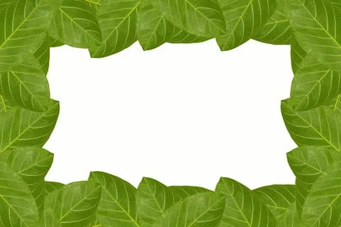 Lush green leaf frame isolated on white background Stock Photos