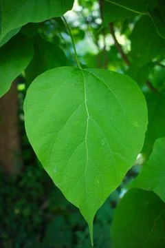 Lush green leaf hangs from a tree branch Stock Photos