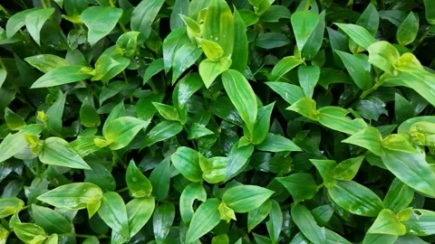 Lush Green Leaf Pattern Design Stock Footage 305273772