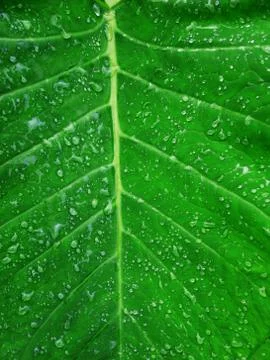 Lush green leaf Stock Photos