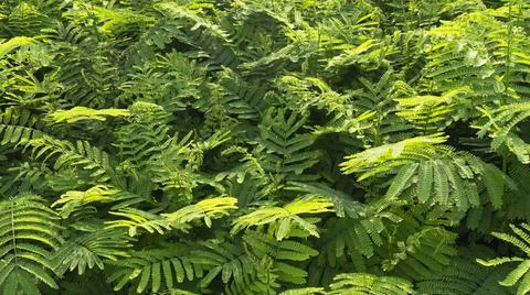 Lush of the green leaf of the tree seedlings. Albizia chinensis. Foto stock