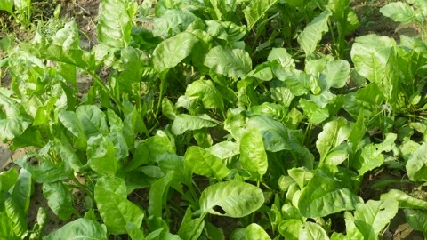 Lush Green Leafy Spinach Field Stock Footage 332536604
