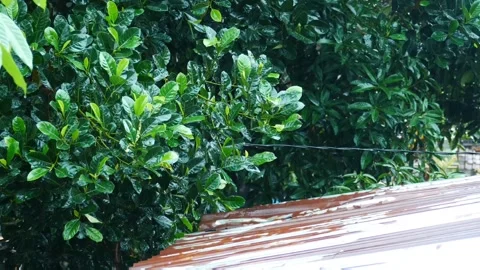 Lush green leafy tree with wet foliage growing next to a corrugated metal roof Stock Footage 339994064